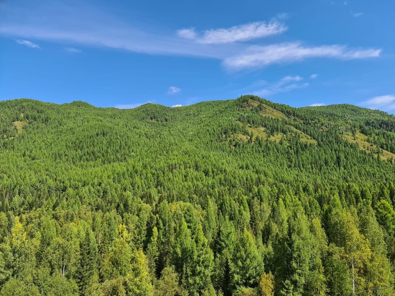 Как потепление влияет на сибирские леса и можно ли их сохранить